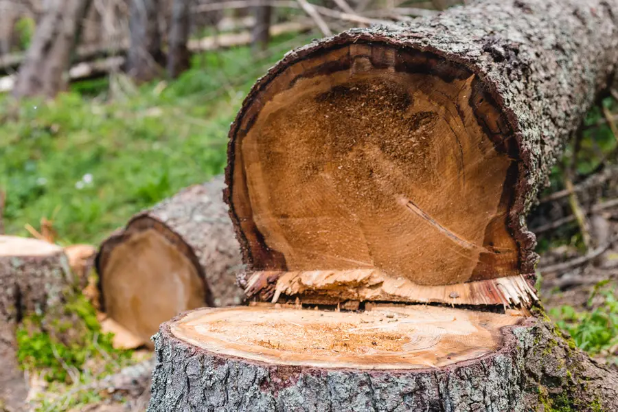 How Tree Cutting Service Enhances Property Safety And Access in Laplace, LA How Tree Cutting Service Enhances Property Safety And Access in Laplace, LA