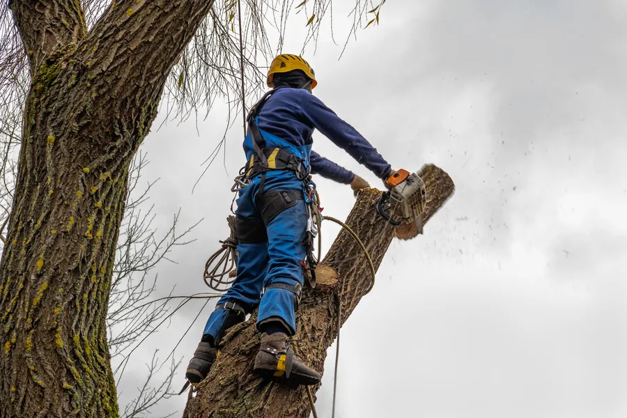 Top-rated Tree Cutting Service Laplace, LA Top-rated Tree Cutting Service Laplace, LA